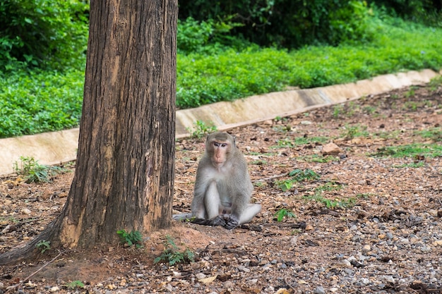 원숭이 나무 근처에 앉아