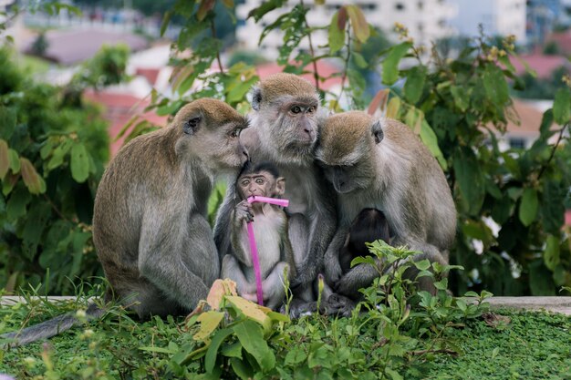 写真 植物の上に座っている猿