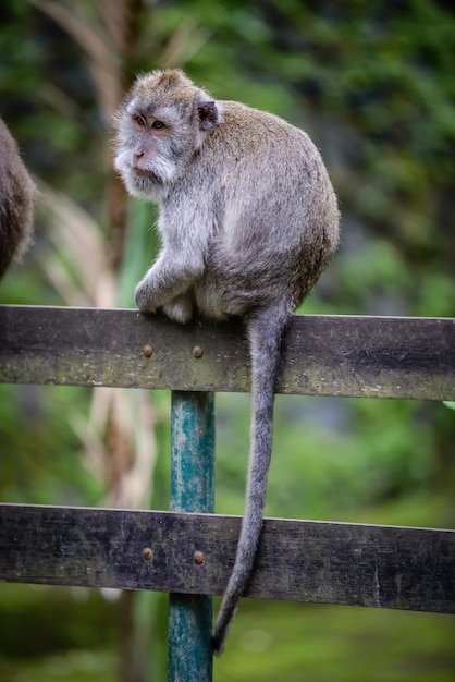 Фото Обезьяна сидит на перила в лесу обезьян