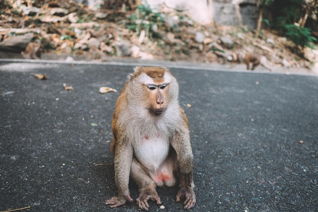 写真 街の道に座っている猿