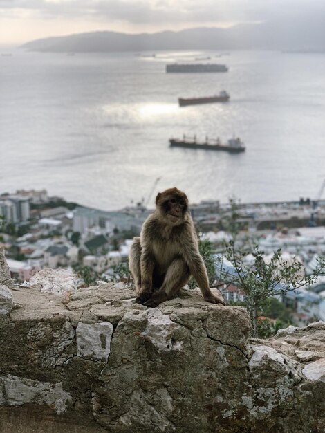 Фото Обезьяна сидит на скале у моря