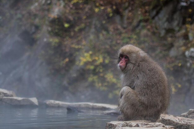 写真 岩の上に座っている猿