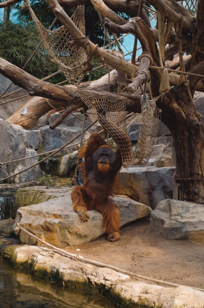 写真 動物園の木の枝に座っている猿