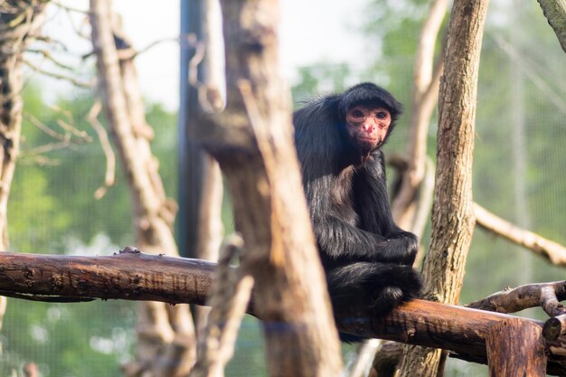 写真 動物園の木の枝に座っている猿