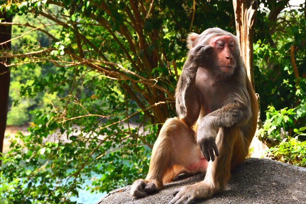 写真 木に座っているサル