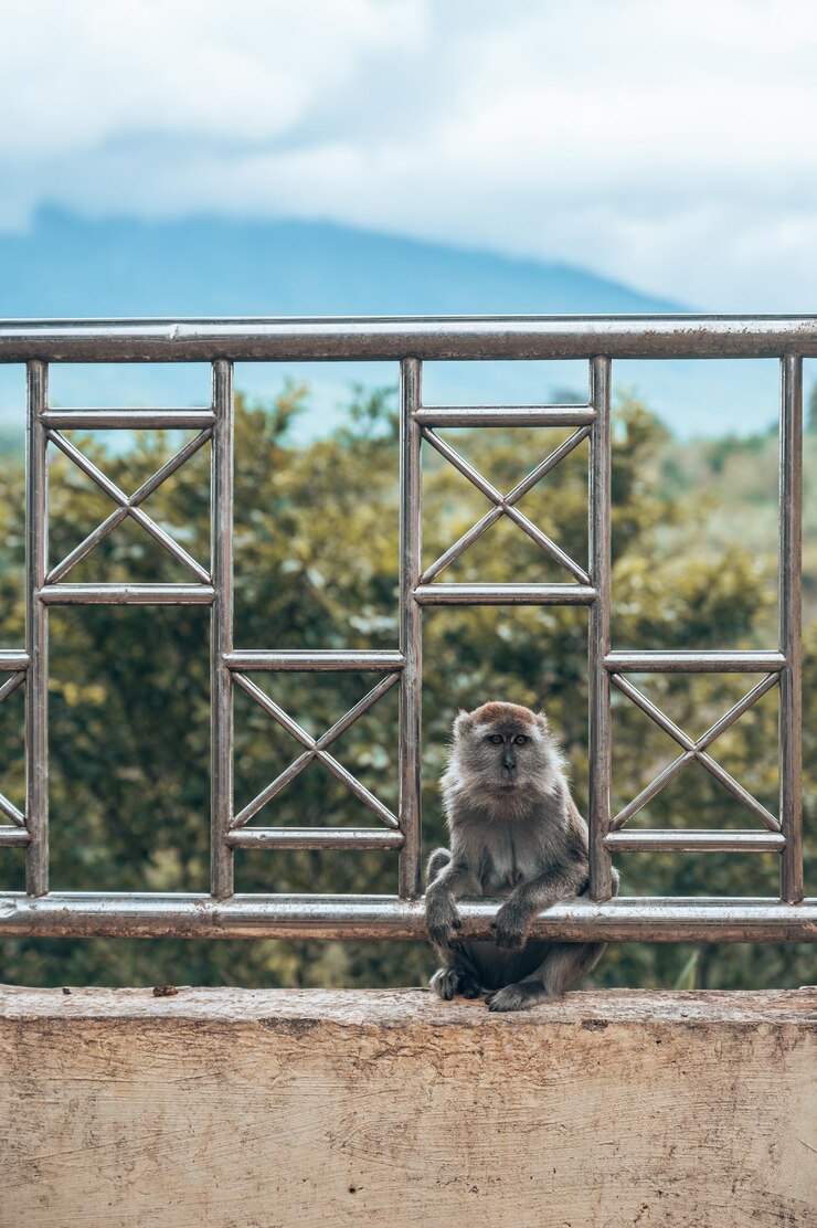 Photo monkey sitting on railing against sky