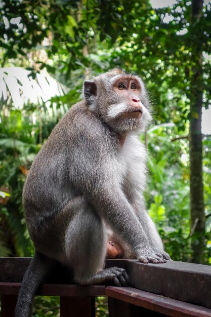 Monkey sitting on railing in forest