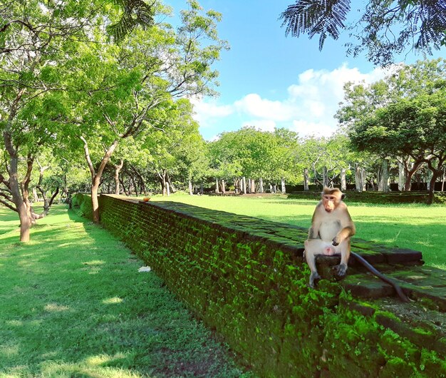 Foto scimmia seduta su un muro di sostegno nel parco