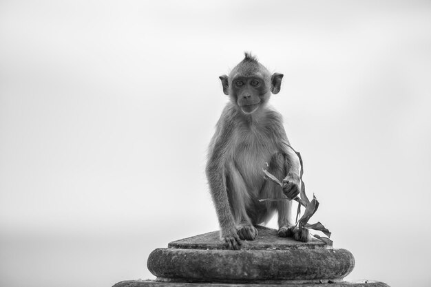 Photo monkey sitting on rock against white background