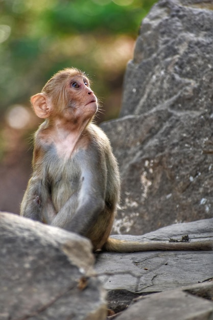 Photo monkey sitting on rock