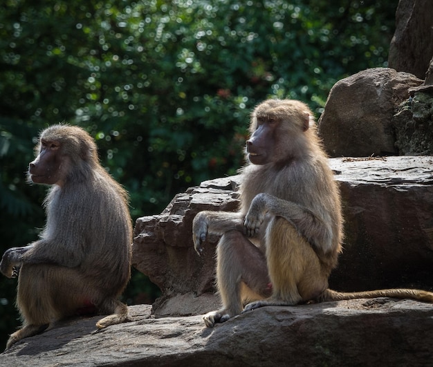 Photo monkey sitting on rock