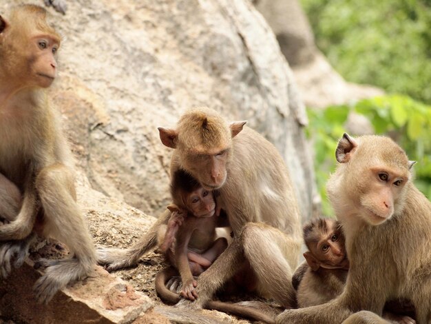 Photo monkey sitting on rock