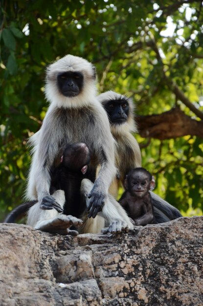 Photo monkey sitting on rock