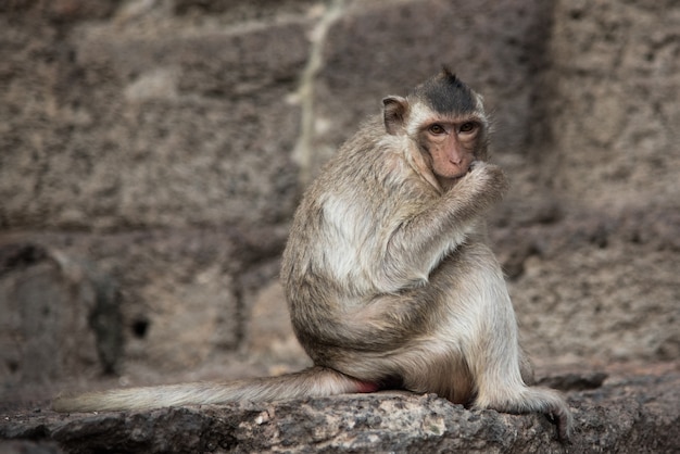 Monkey sitting on a rock