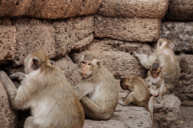 monkey sitting on a row.