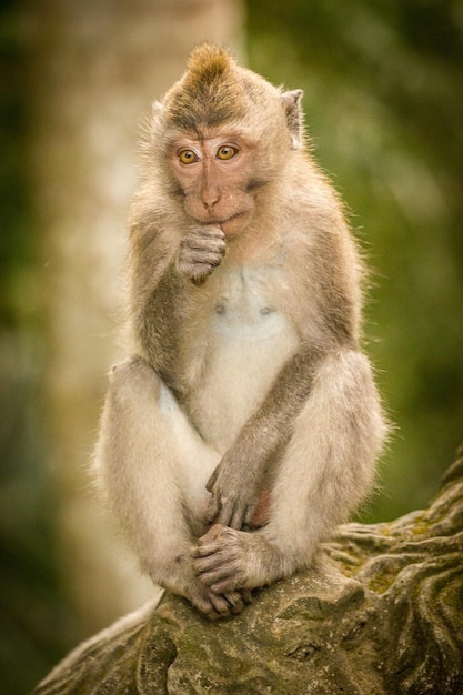 Monkey sitting on sculpture