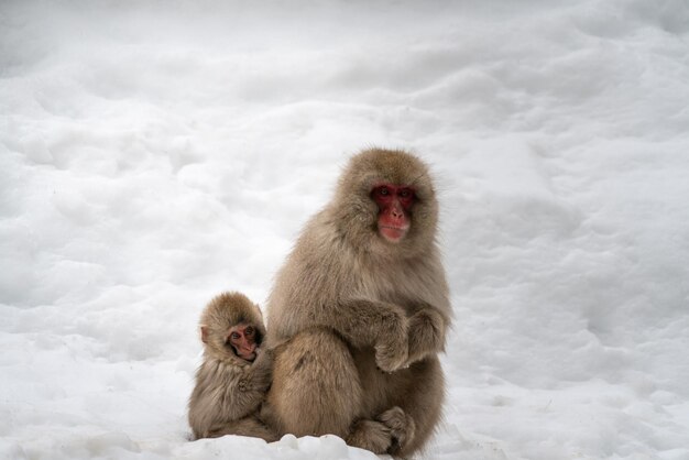 Photo monkey sitting on snow