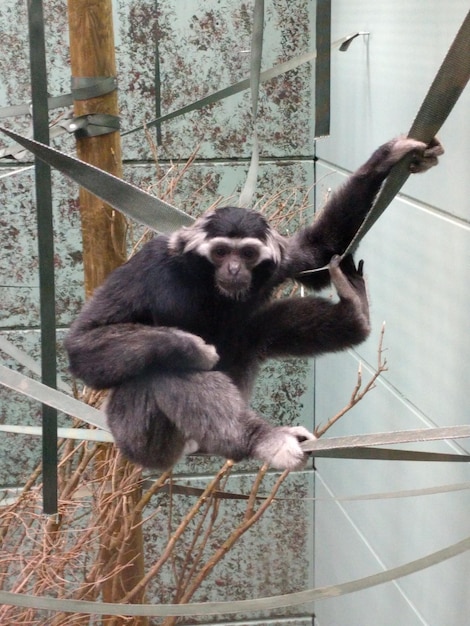 Foto scimmia seduta su cinghie allo zoo