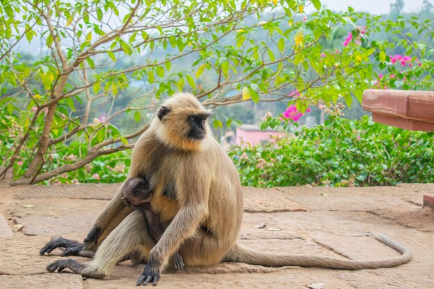 通りすがりの観光地に座っている猿