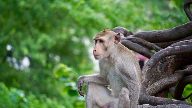 Monkey sitting on tree against plants