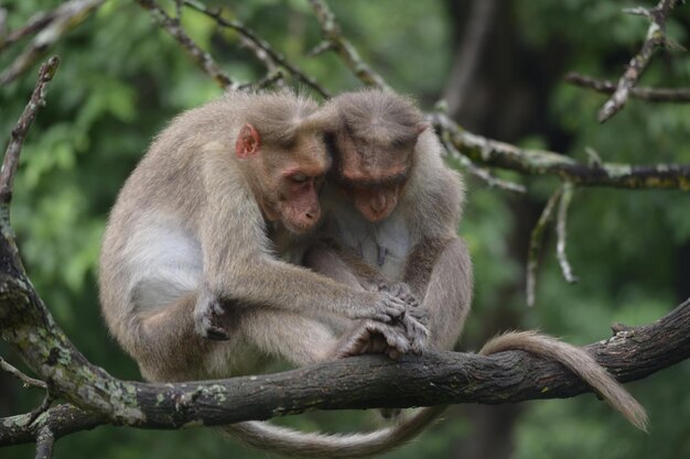 Monkey sitting on tree branch