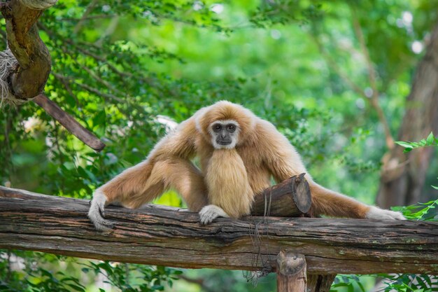 Photo monkey sitting on tree in forest