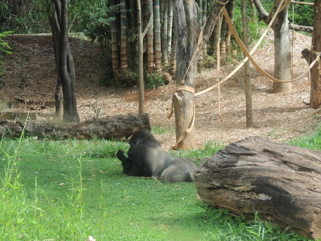 Monkey sitting on tree trunk in forest