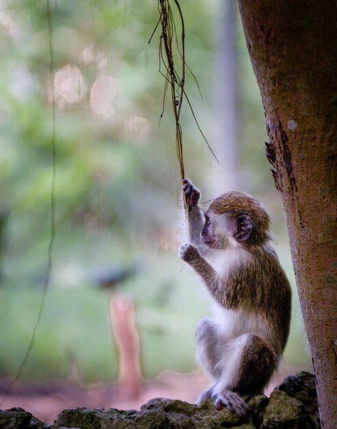 Monkey sitting on tree trunk