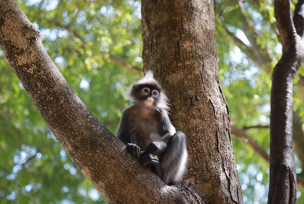 Monkey sitting on tree trunk