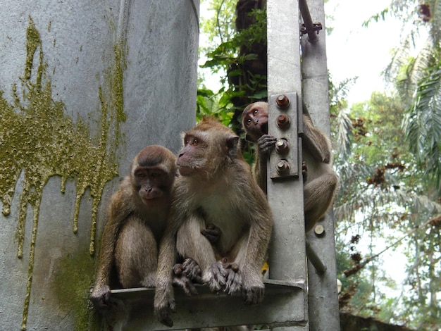 Photo monkey sitting on tree trunk