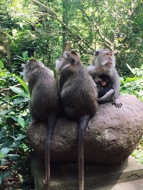 Foto scimmia seduta su un albero nello zoo