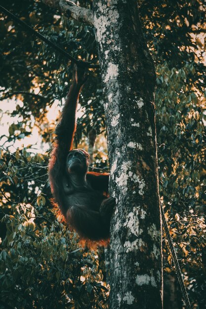 monkey sitting on tree