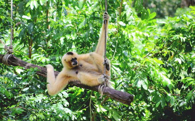 Foto scimmia seduta sull'albero