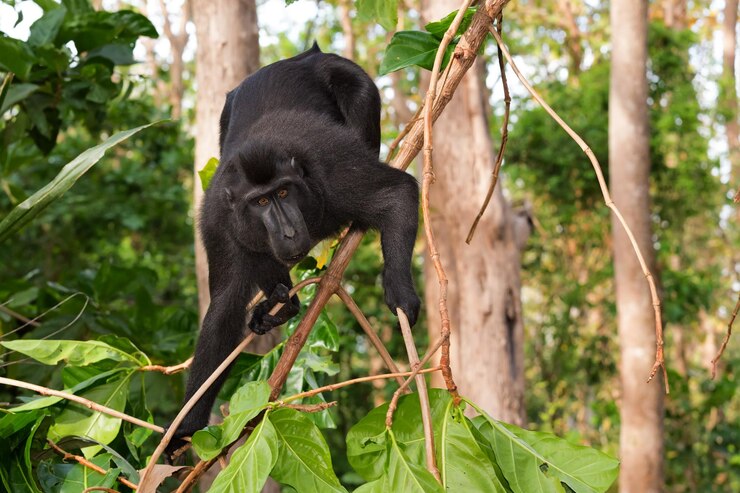 Photo monkey sitting on a tree
