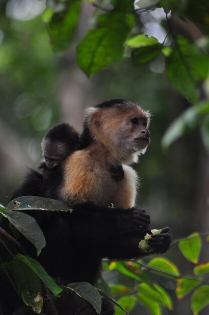 Monkey sitting on a tree