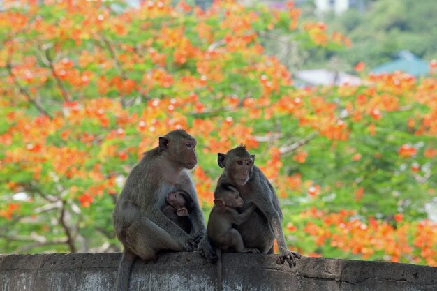 Monkey sitting on tree