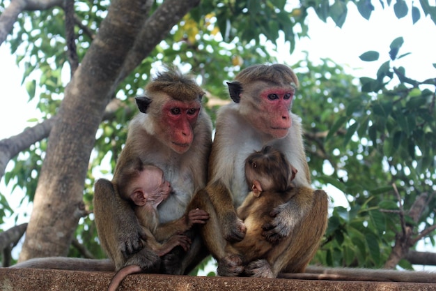 Photo monkey sitting on tree