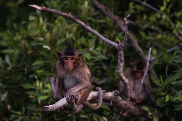 Photo monkey sitting on a tree