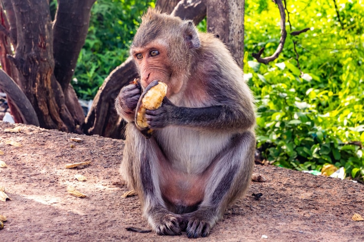 Photo monkey sitting on tree