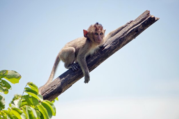 Photo monkey sitting on tree