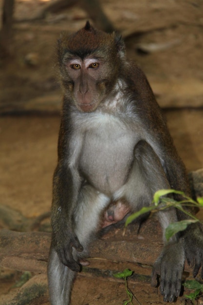 Photo monkey sitting on tree