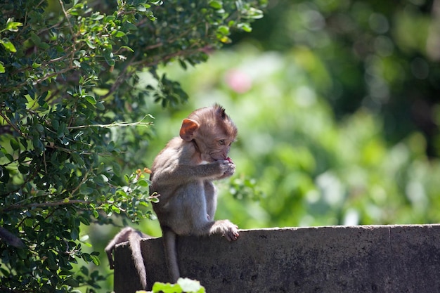 Photo monkey sitting on tree