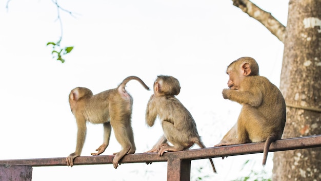 Photo monkey sitting on a tree