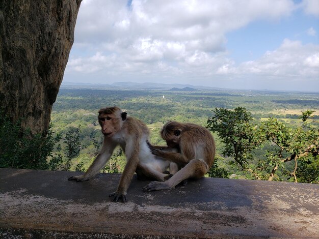 Photo monkey sitting on a tree