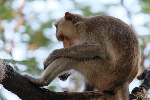 Monkey sitting on tree