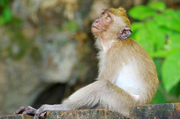 Monkey sitting on the tree