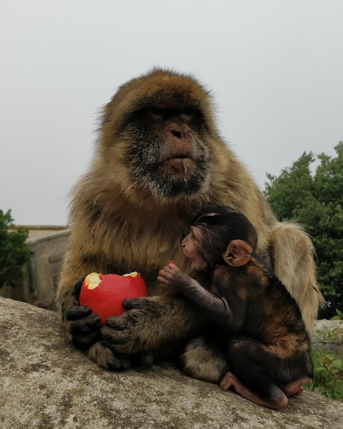 Photo monkey sitting on a wall