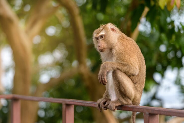 The monkey sitting to watching something in park of Thailand