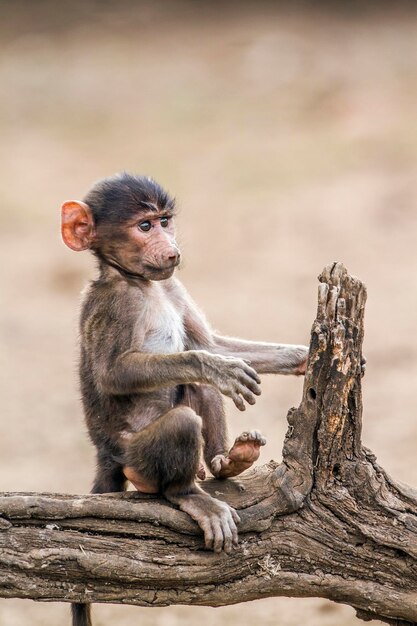 Photo monkey sitting on wood