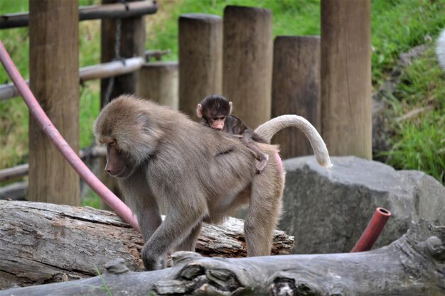 Photo monkey sitting on wood